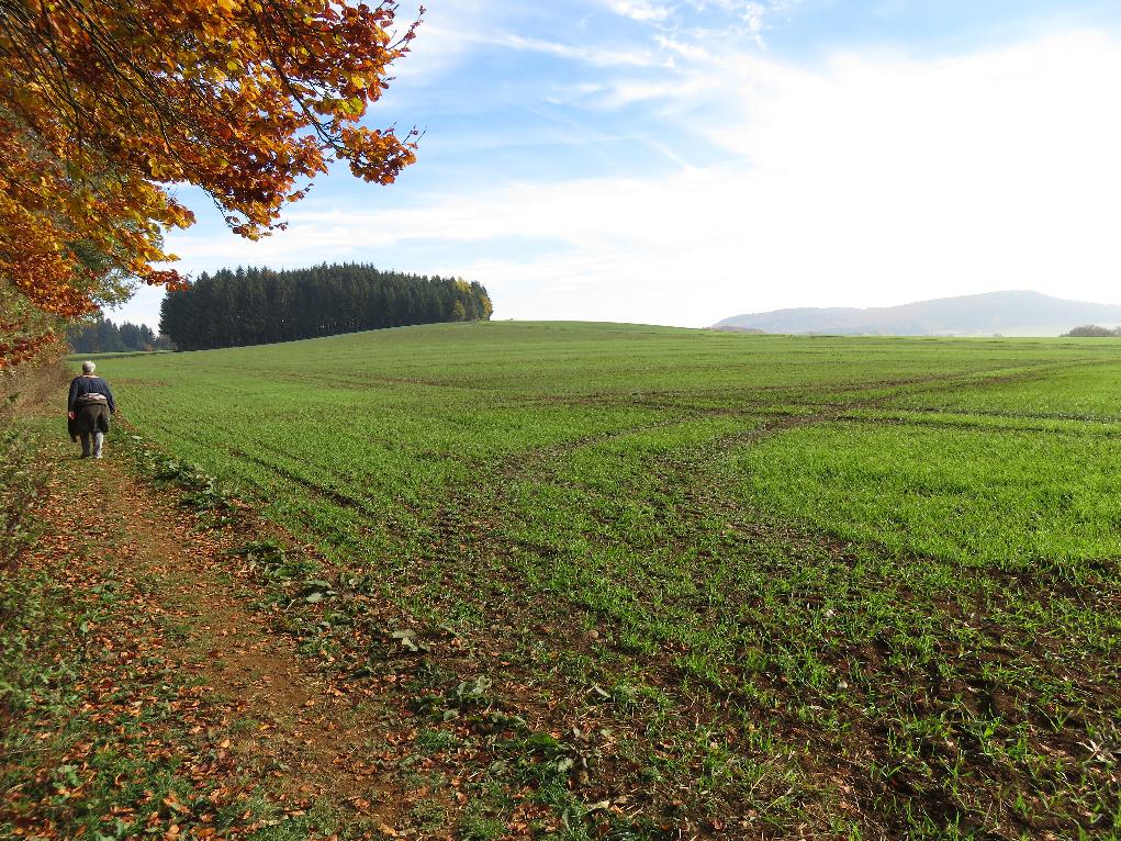 Premiumweg zwischen Waldrand und Wiesen